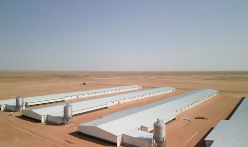 مشروع تربية الدجاج اللاحم في السعودية