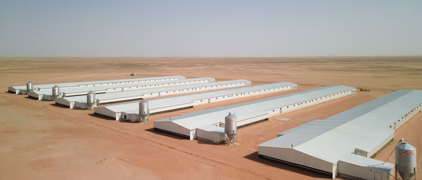 مشروع تربية الدجاج اللاحم في السعودية