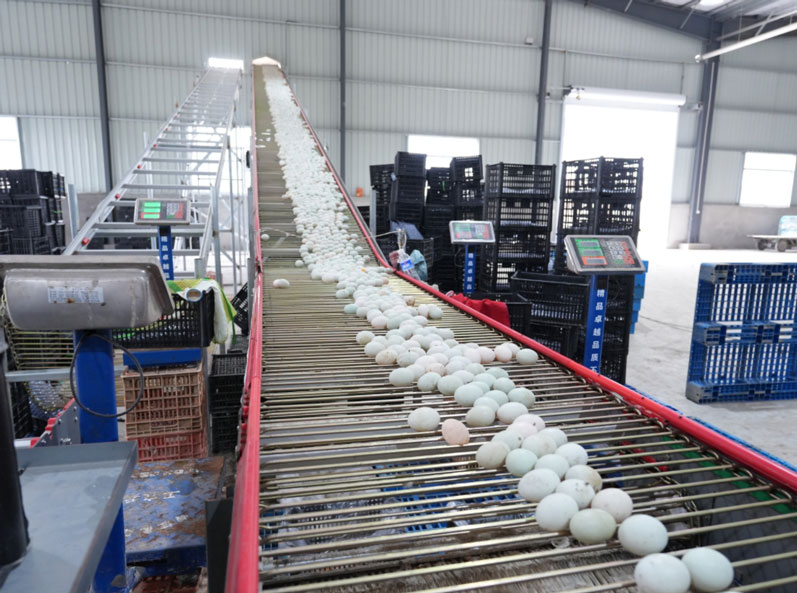 مشروع تربية أقفاص البط بطبقات Taixing Shunhe
