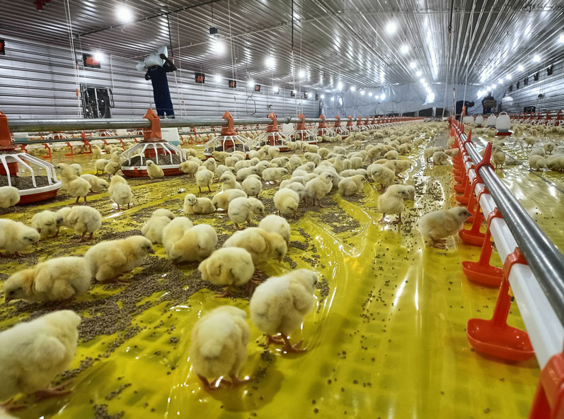 مشروع تربية دجاج التسمين في تنزانيا