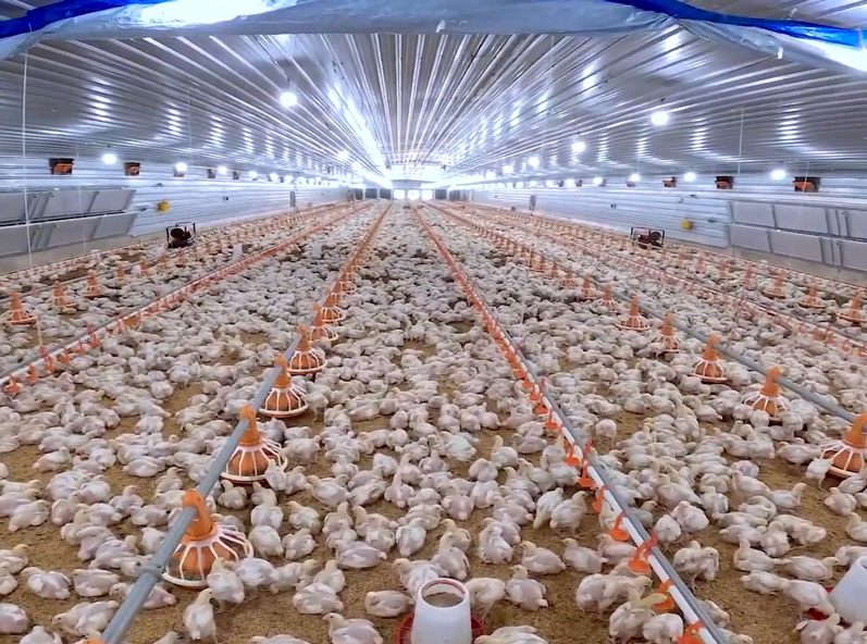 مشروع تربية دجاج التسمين في تنزانيا